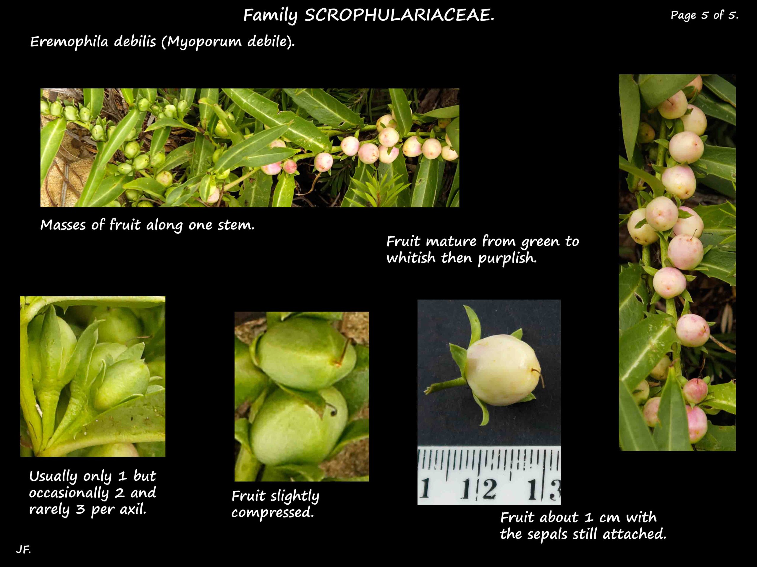 5 Eremophila debilis fruit